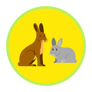Hasen / Kaninchen