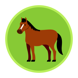 Pferde / Pony