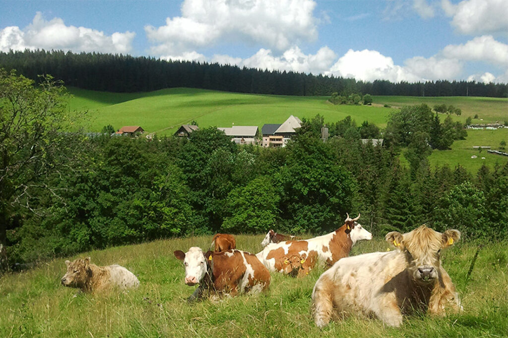 Farnbauernhof - Schönwald - Hofbild