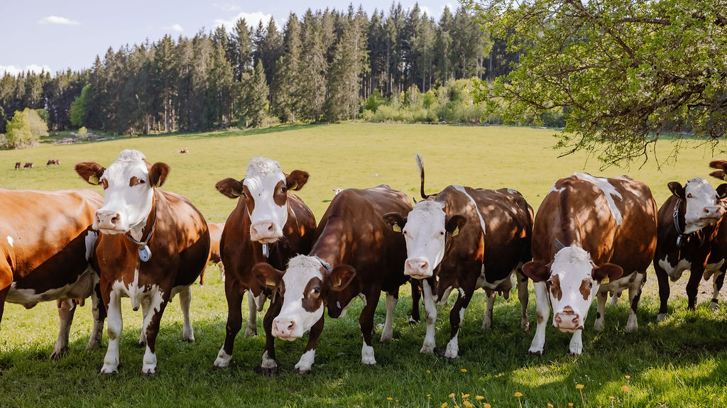 Haldenmathisenhof Schönwald - Familie Weiss