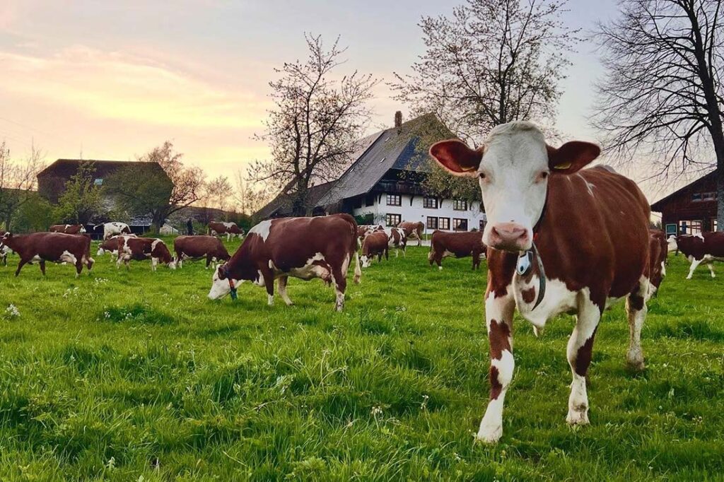Haldenmathisenhof Schönwald - Familie Weiss