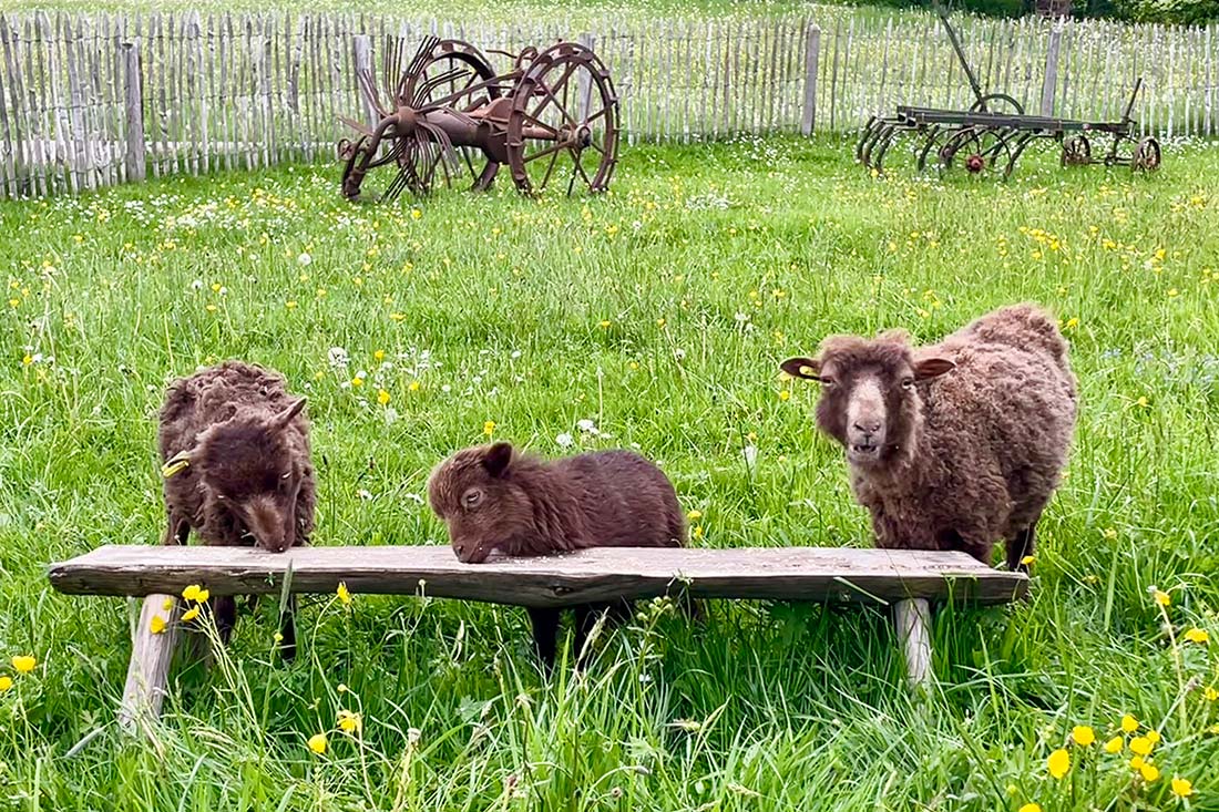 Hirzbauernhof - St. Georgen - Brigach
